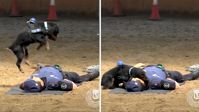 Пес-офицер полиции Мадрида научился реанимировать людей - видео