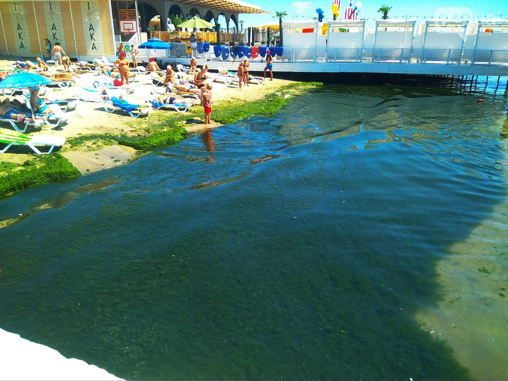 В Одессе бесплатные пляжи покрылись "сугробами" водорослей: фото