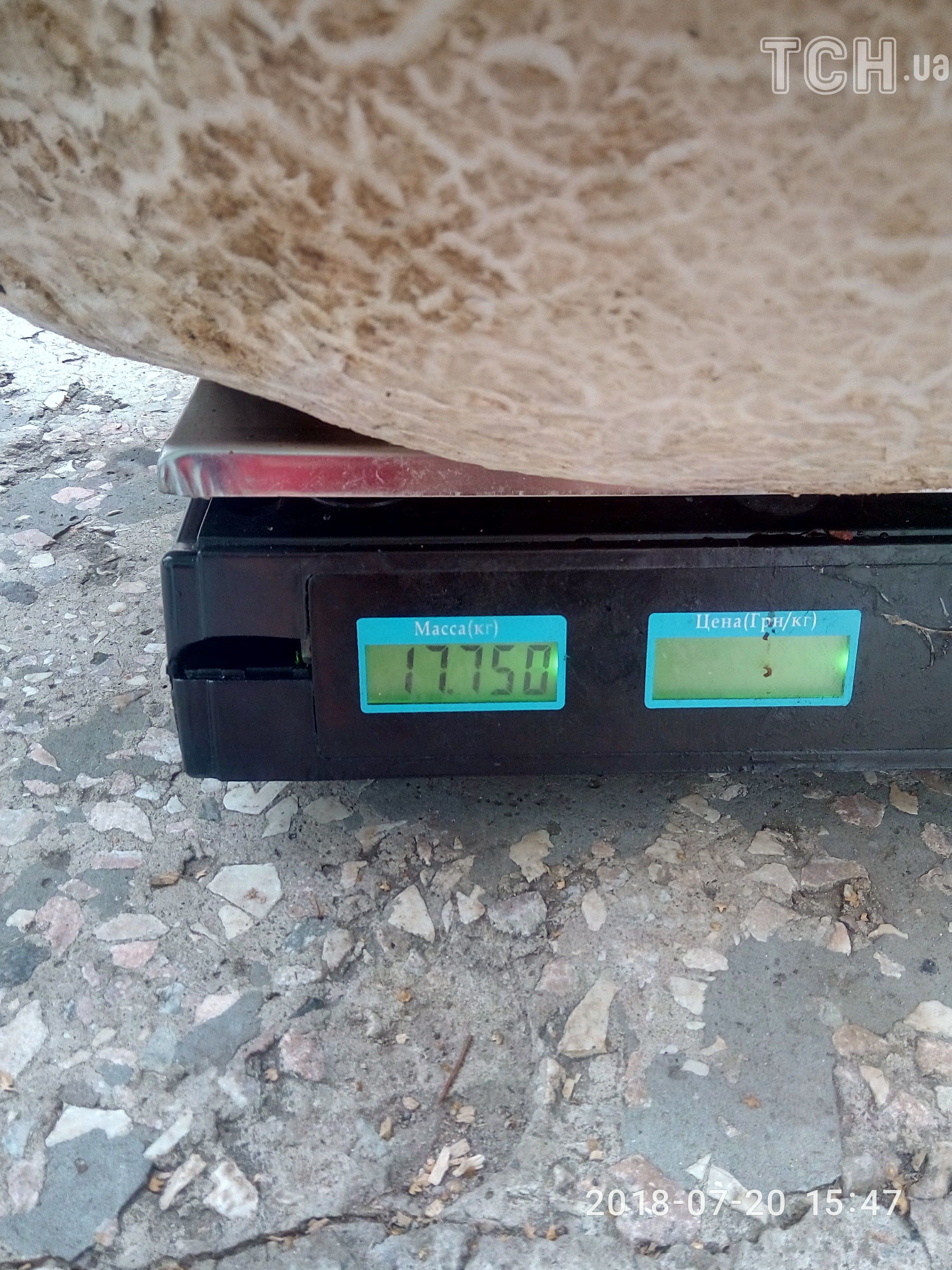 В Киевской области найден гриб-гигант весом почти 18 кг - фото