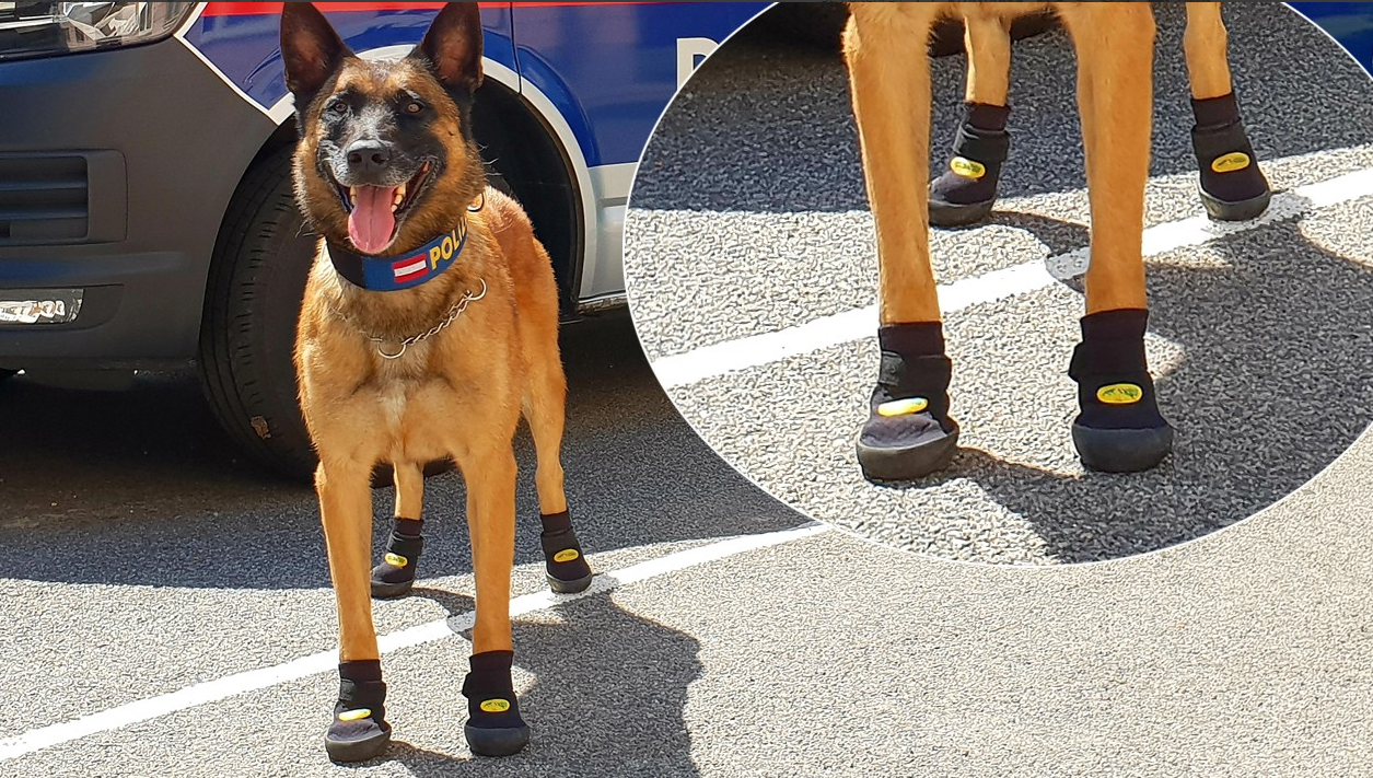 В Австрии из-за жары полиция выдала собакам спецботиночки - фото