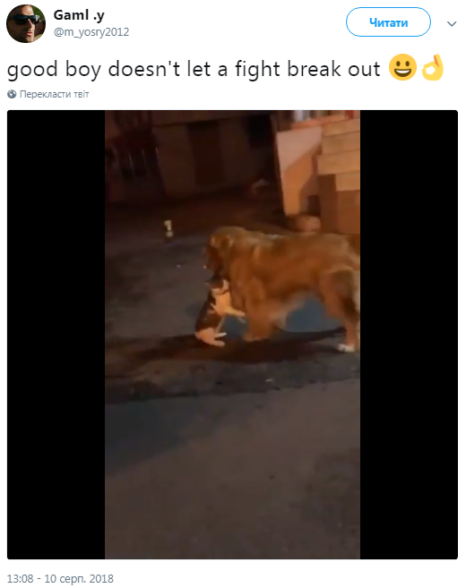 Пес-миротворец спас кота от драки - видео