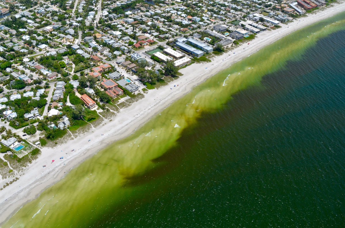Красный прилив: во Флориде объявлен режим ЧС из-за цветения воды