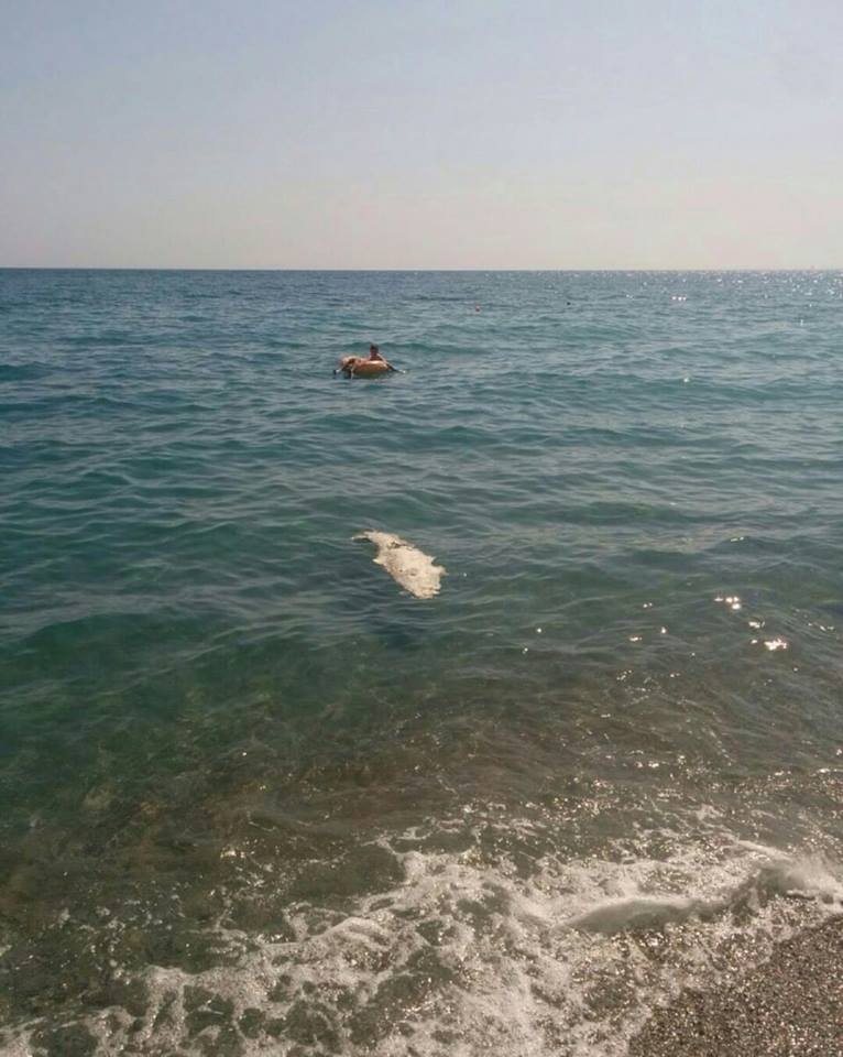 На пляже в оккупированном Крыму нашли мертвого крокодила - фото