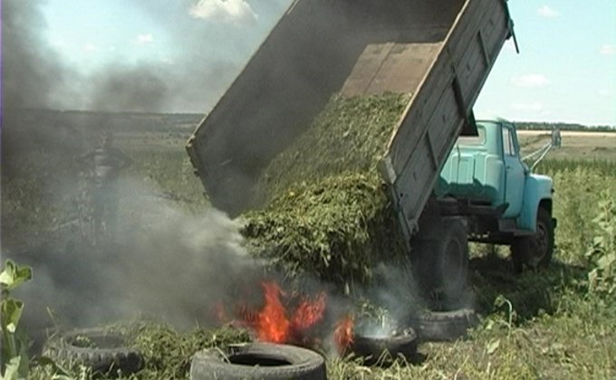 В Харьковской области обнаружено поле конопли 