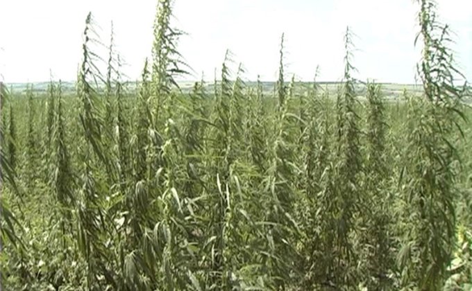 В Харьковской области обнаружено поле конопли 