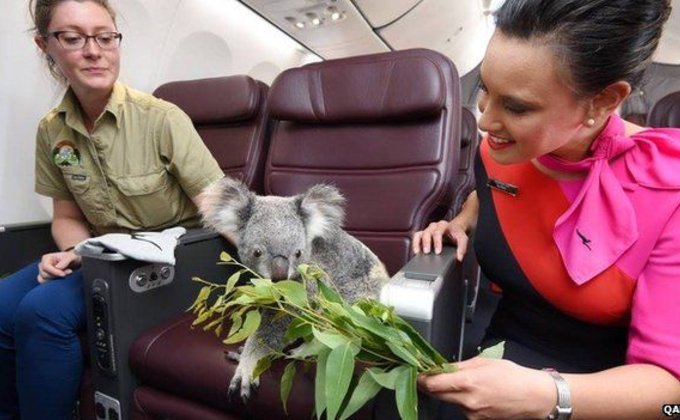 Австралийские коалы-послы вернулись домой из Сингапура