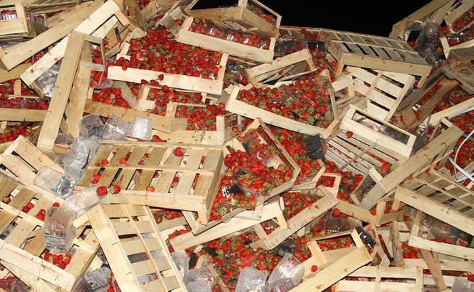 В РФ раздавили бульдозером 38 тонн украинской клубники: фото