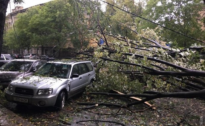 Из-за шторма в Одессе упали десятки деревьев: фото