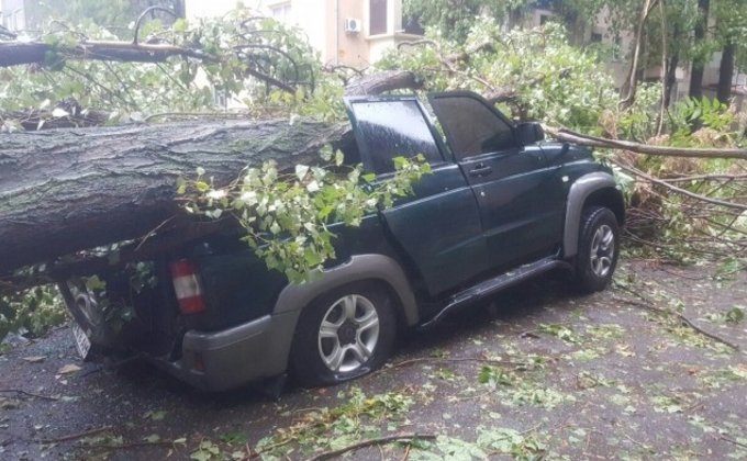 Из-за шторма в Одессе упали десятки деревьев: фото