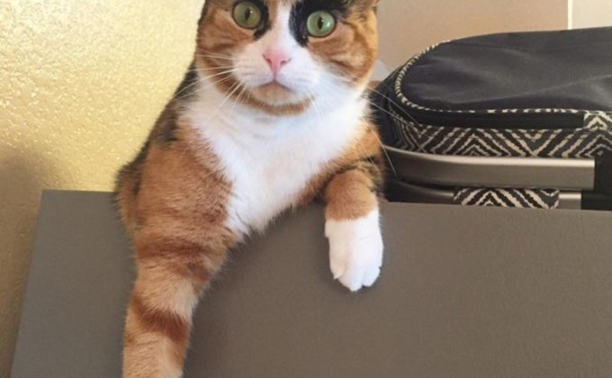 Instagram суровой кошки Лили покоряет интернет-пользователей