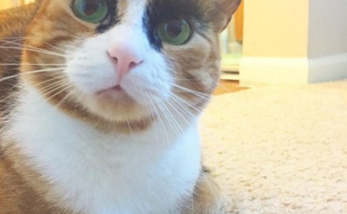 Instagram суровой кошки Лили покоряет интернет-пользователей