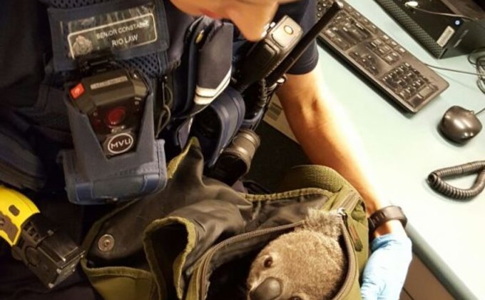 Полицейские в Австралии изъяли у женщины детеныша коалы: фото