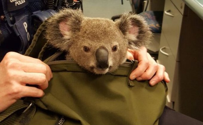 Полицейские в Австралии изъяли у женщины детеныша коалы: фото