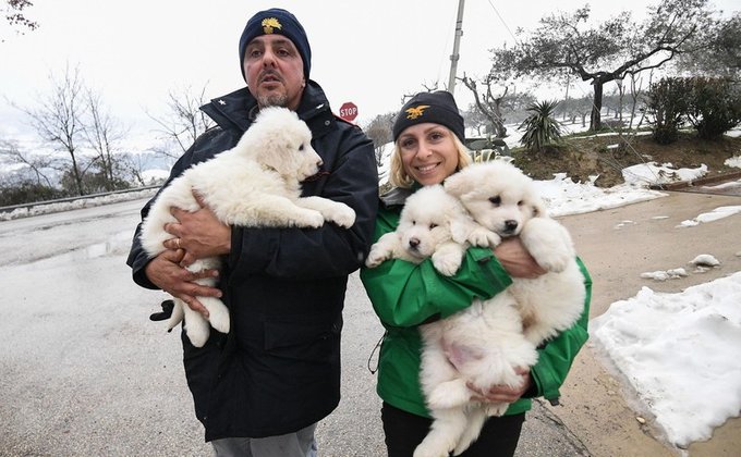 В Италии из разрушенного отеля спасли трех щенков: фото