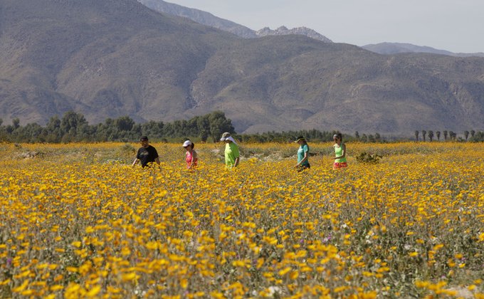 День святого Патрика, поле цветов в пустыне: фото дня