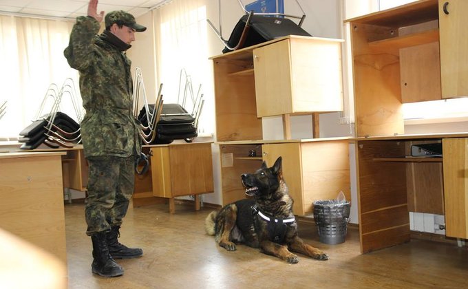 Полицейских собак протестировали перед Евровидением: фото