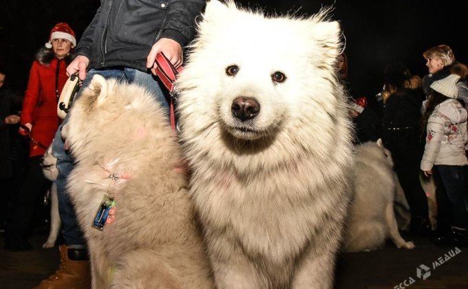 Парад самоедов: северные собаки провели хозяев по центру Одессы