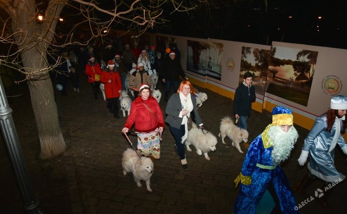 Парад самоедов: северные собаки провели хозяев по центру Одессы