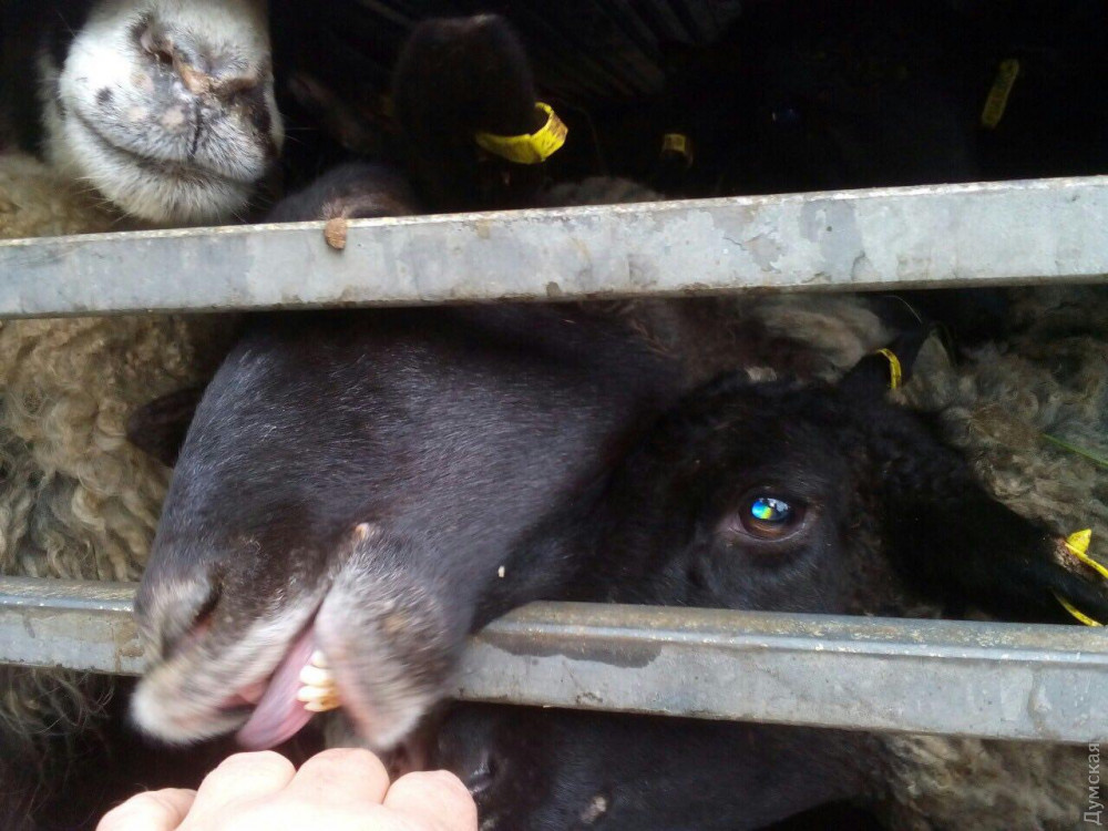 В порту Одесской области в фуре умирают от голода 300 овец: фото