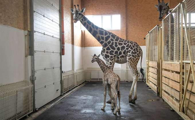 В Одессе родился жирафенок: нарекли Арсентием - фото