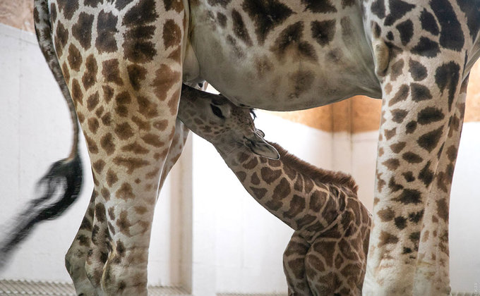В Одессе родился жирафенок: нарекли Арсентием - фото