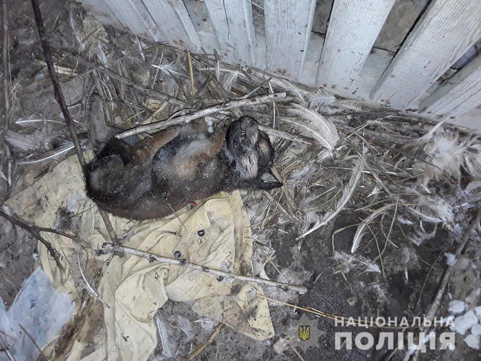 Под Киевом псевдоволонтеры жестоко убивали животных - полиция