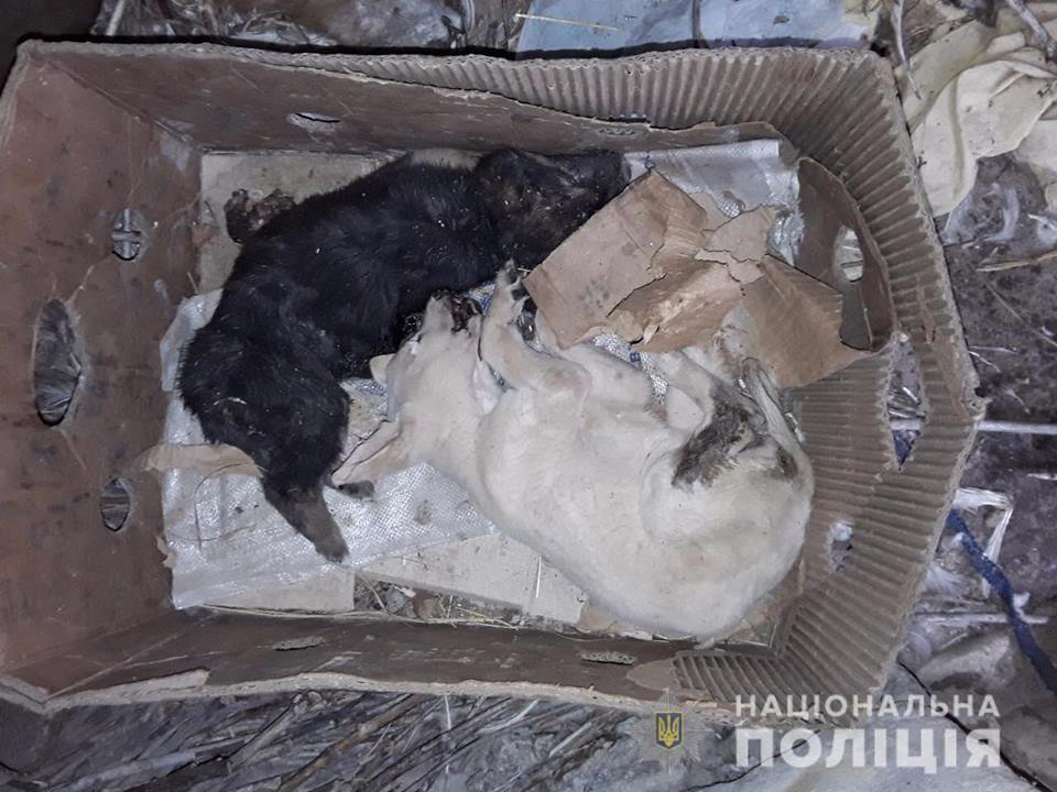Под Киевом псевдоволонтеры жестоко убивали животных - полиция
