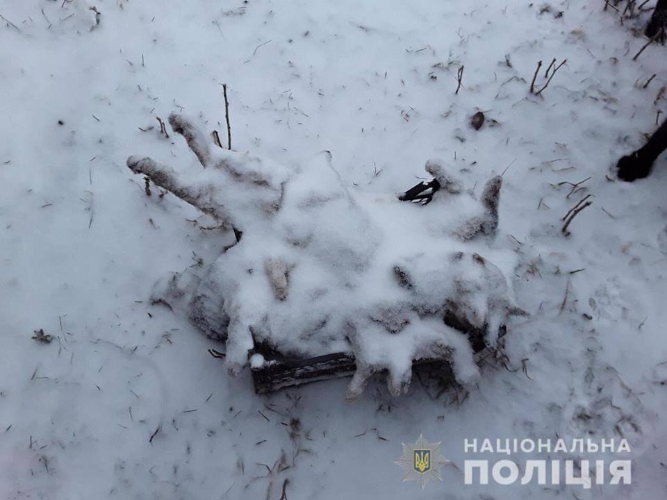 Под Киевом псевдоволонтеры жестоко убивали животных - полиция