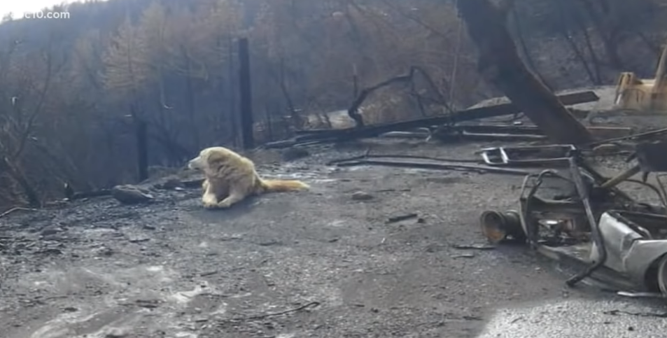 В США пес ждал месяц хозяев возле уничтоженного огнем дома: видео