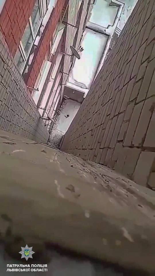 Фото: Патрульная полиция Львовской области Во Львове подростки выбросили с 9 этажа кошку: фото, видео