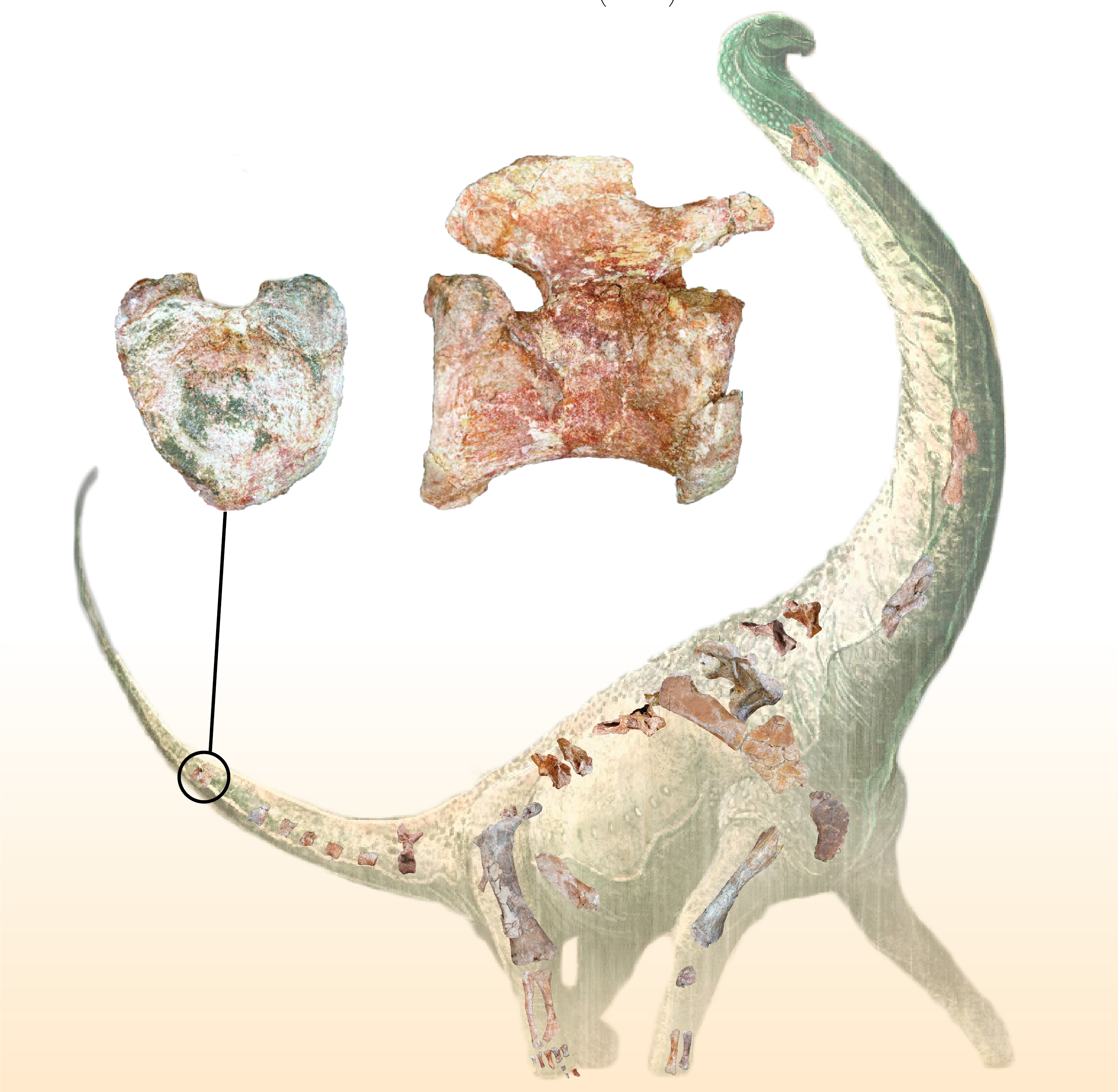Валентинка для археологов. Нашли кость динозавра в форме сердца