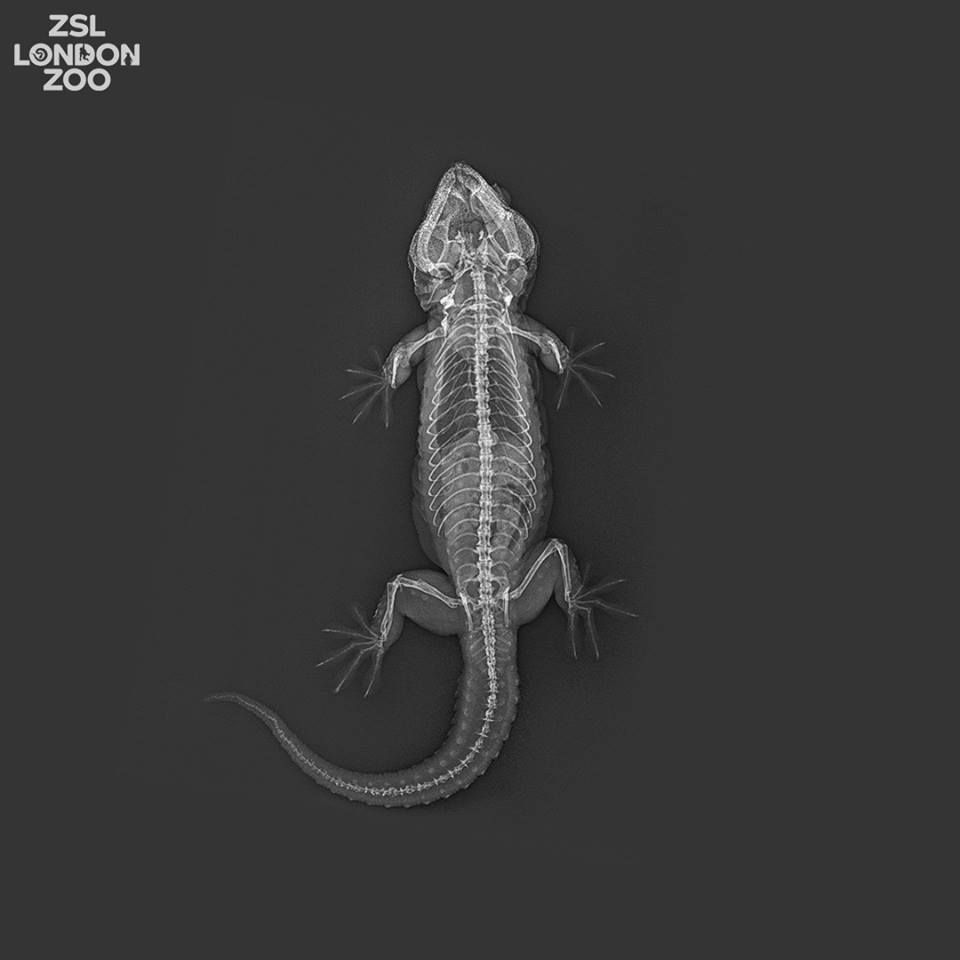 Фото: ZSL London Zoo Зоопарк Лондона показал рентген-снимки своих животных: фото