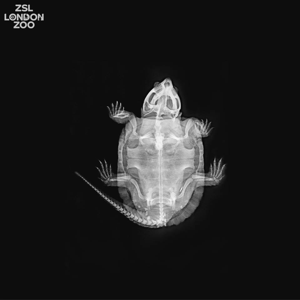 Фото: ZSL London Zoo Зоопарк Лондона показал рентген-снимки своих животных: фото