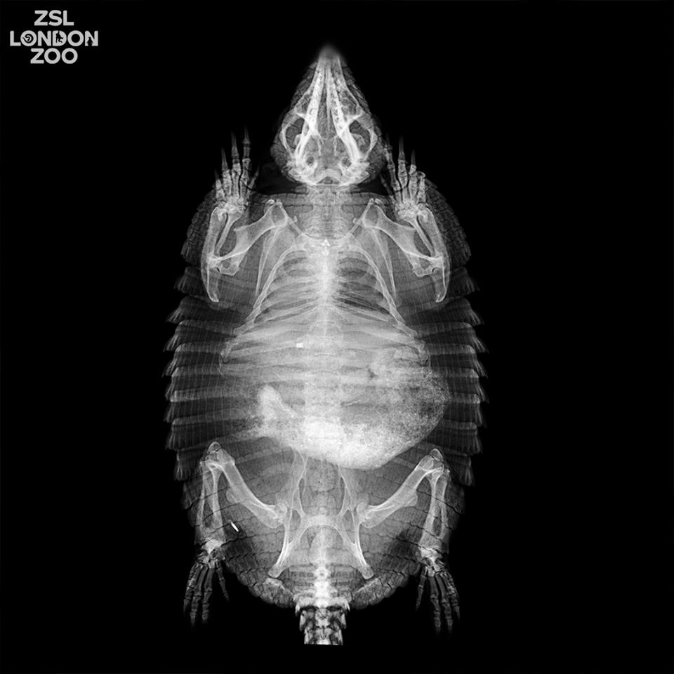 Зоопарк Лондона показал рентген-снимки своих животных: фото