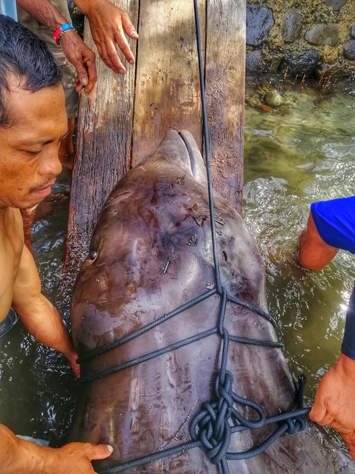 На Филиппинах в желудке кита обнаружили 40 кг пластиковых пакетов