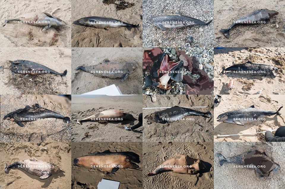Экологи бьют в набат. В Крыму снова массово гибнут дельфины: фото