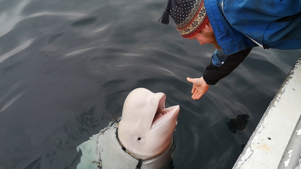 Шпионивший на РФ кит вернул людям упавший в море iPhone: видео