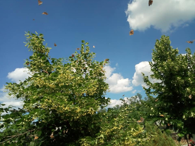 В Киеве - нашествие бабочек-репейниц: фото, видео
