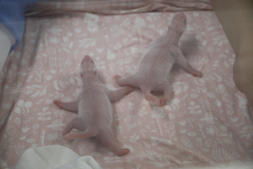 Панды размером с ежика: в Бельгии родились близнецы - видео, фото