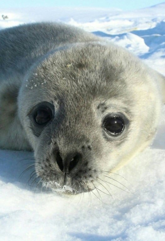 Украинские полярники нашли маленького тюлененка. Фото