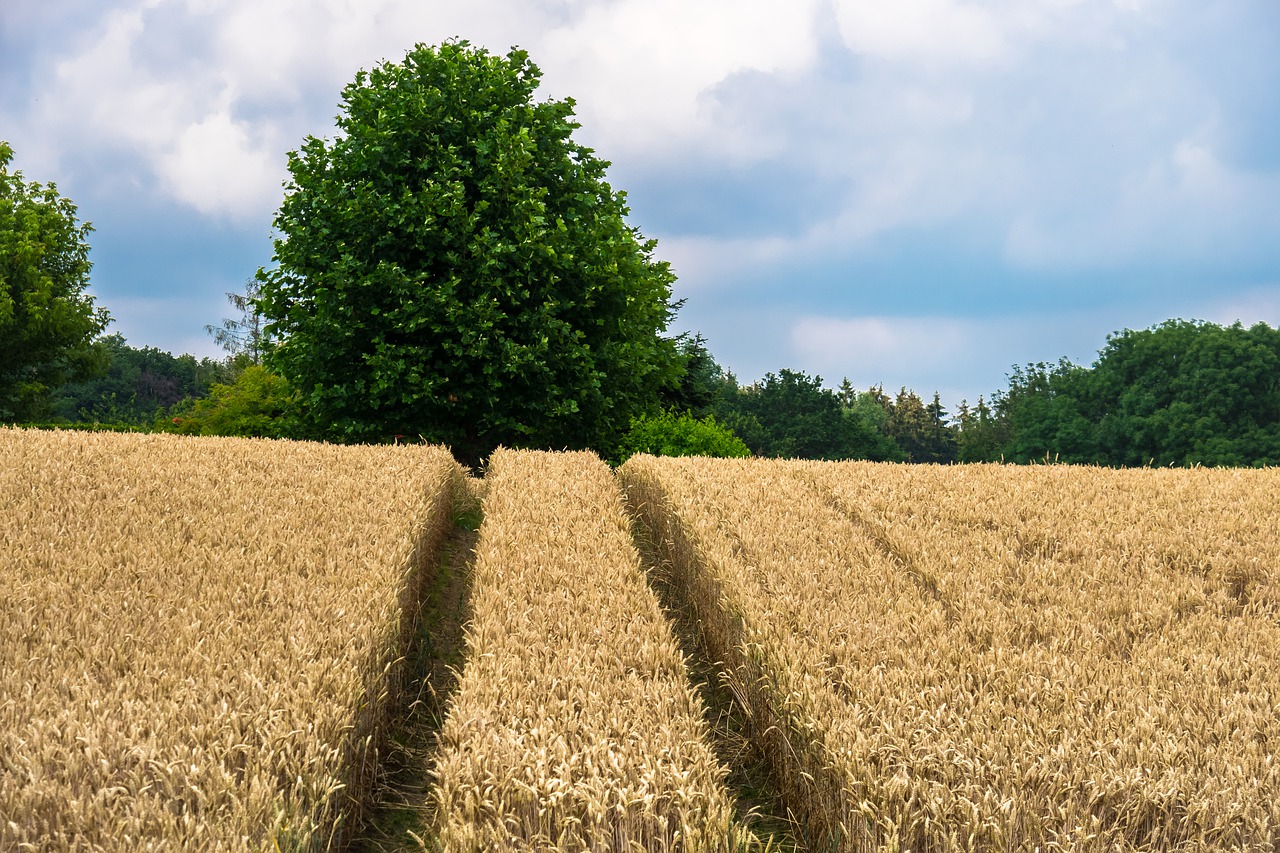 Фото: pixabay.com
