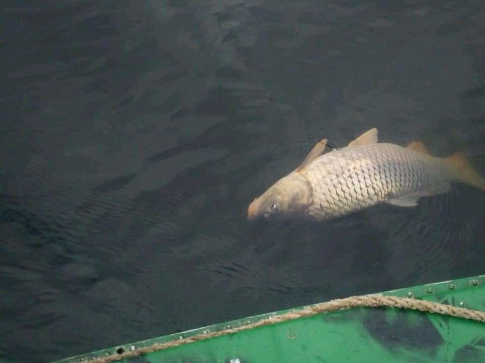 Херсонская область. Возле порта массово гибнет рыба: фото