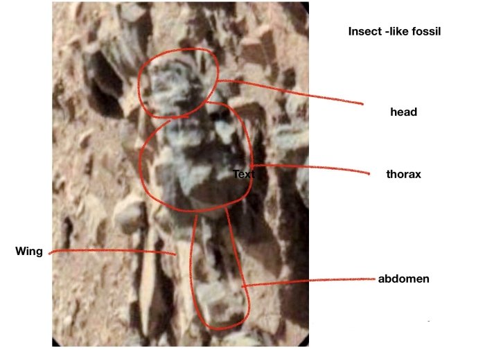 Американский ученый показал "доказательства" жизни на Марсе: фото