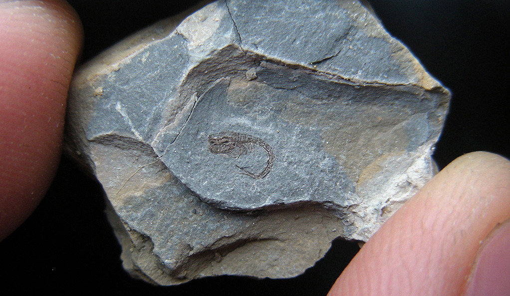 95 млн лет. В горах найдена древнейшая креветка: видео, фото