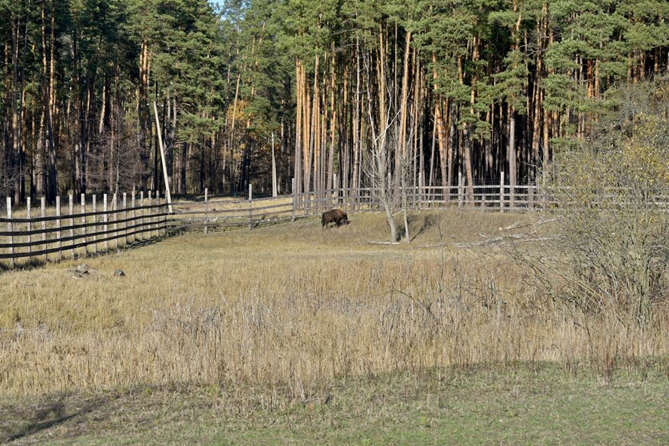 Киевский зоопарк выпустил на волю зубра: фото