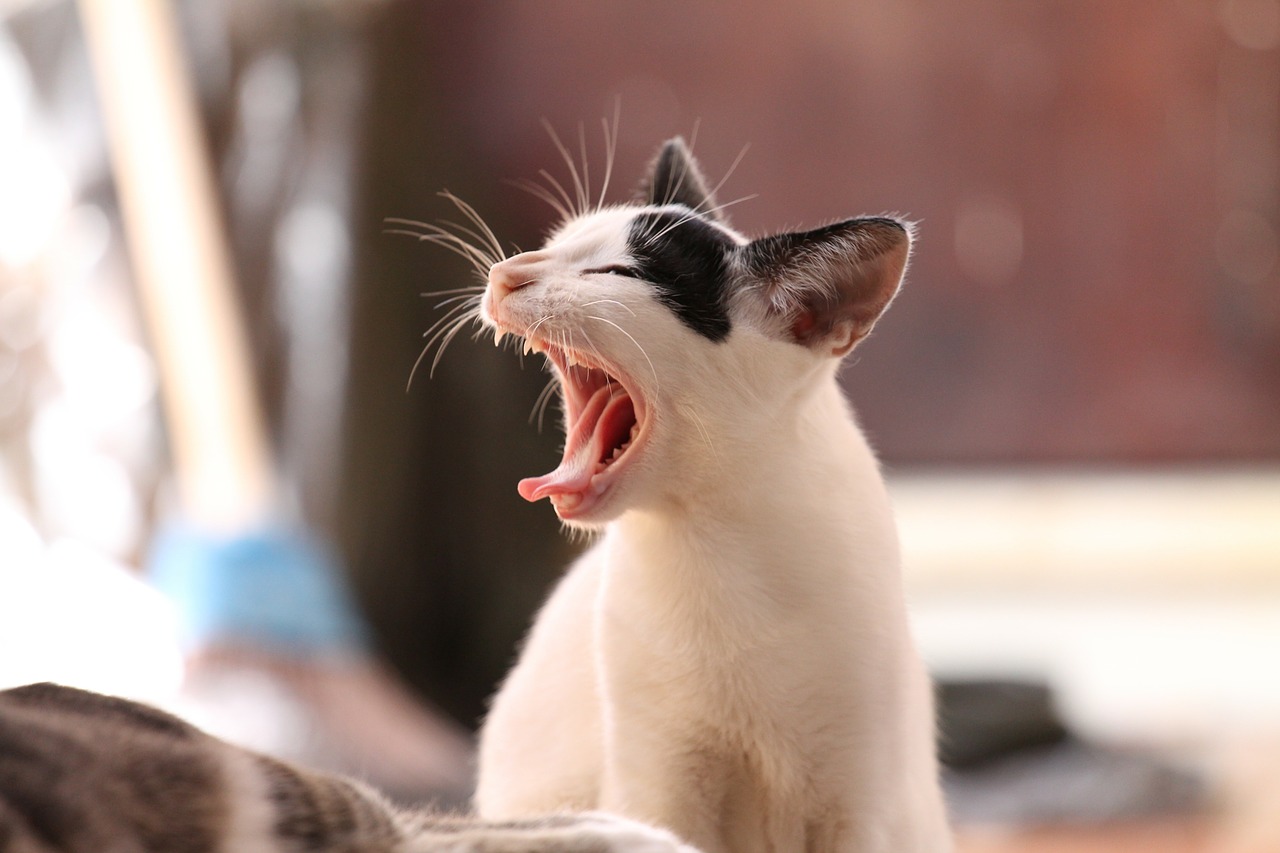 Фото: pixabay.com