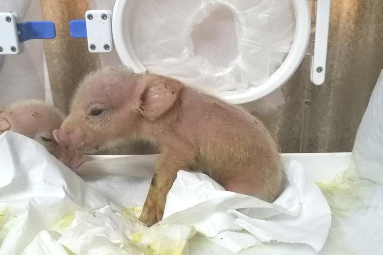 В Китае скрестили свинью с обезьяной: фото