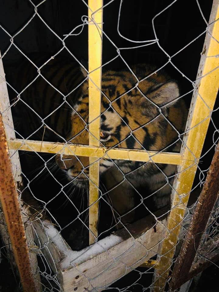 В Киеве на частной территории обнаружили 6 тигров в жутчайших условиях (ФОТО, ВИДЕО) 1