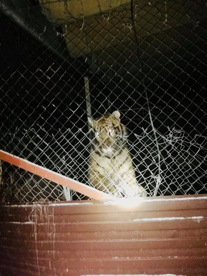 В Киеве на частной территории обнаружили 6 тигров в жутчайших условиях (ФОТО, ВИДЕО) 3