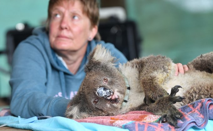 В Австралии открыли госпиталь для спасения коал: фото